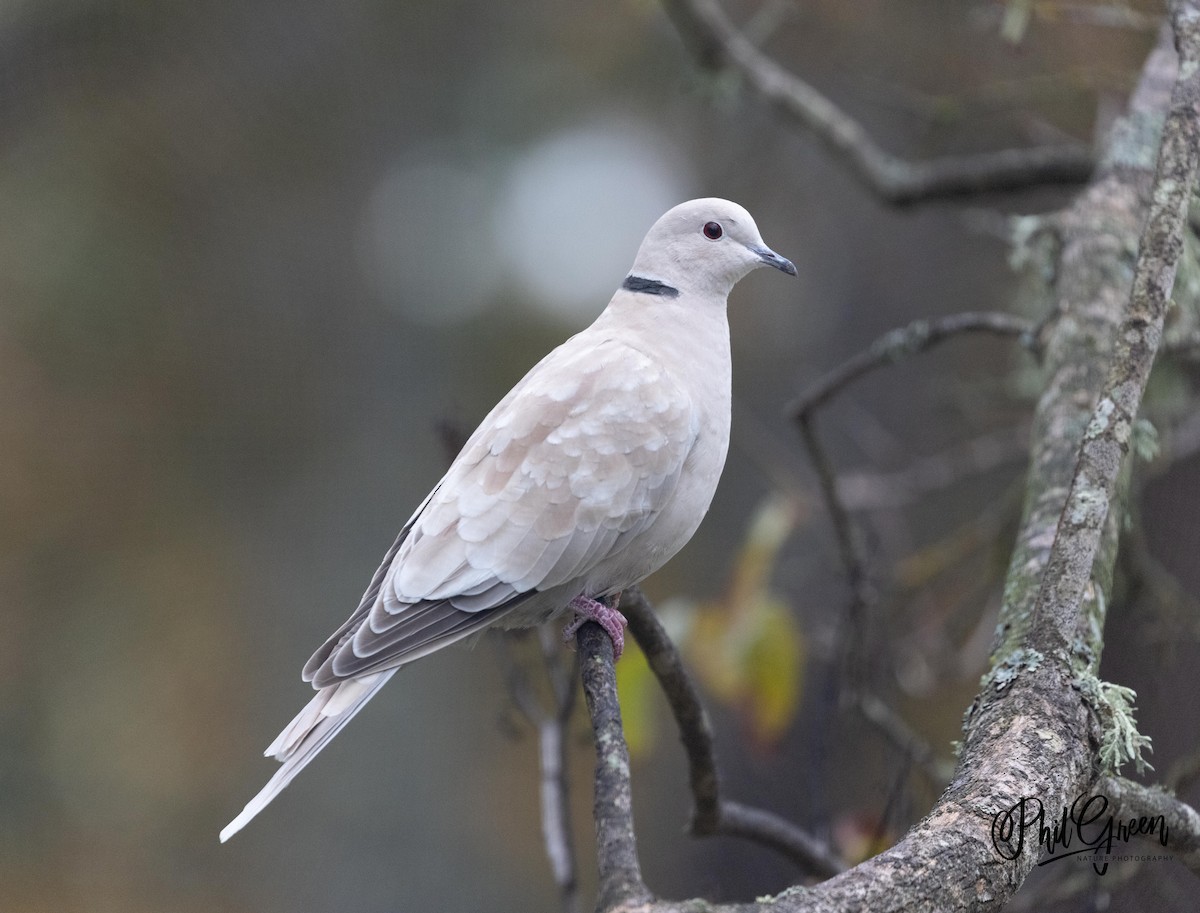 Eurasian Collared-Dove - Phil Green