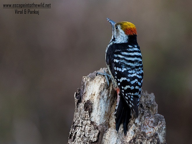 Brown-fronted Woodpecker - ML377850841