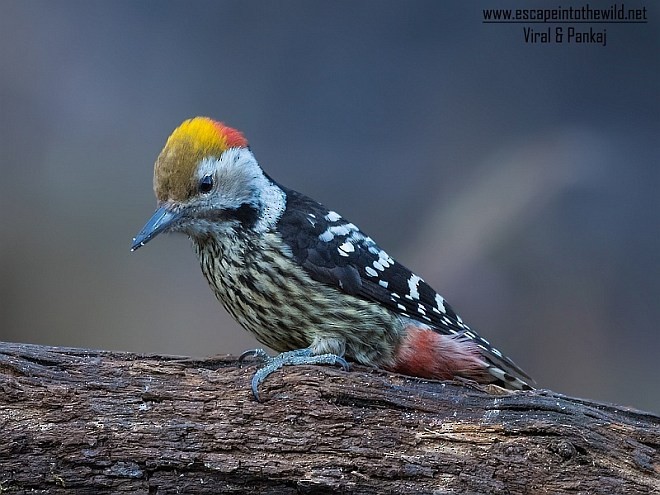 Brown-fronted Woodpecker - ML377850851