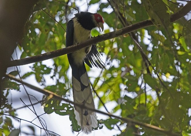Red-faced Malkoha - ML377853241