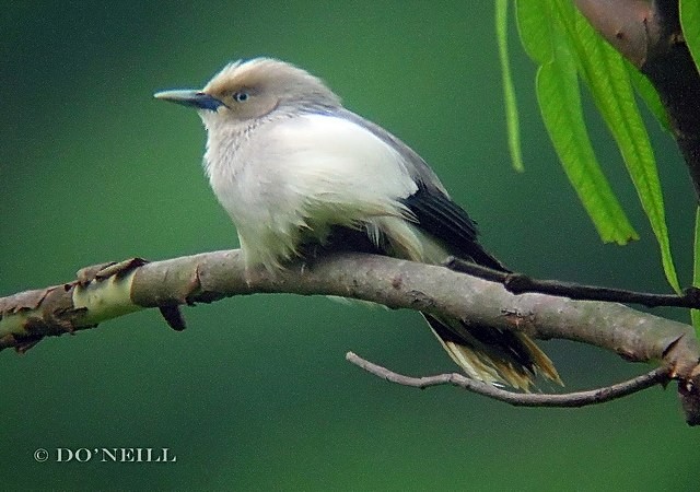 White-shouldered Starling - Daisy O'Neill