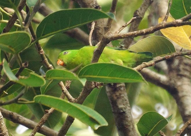 Yellow-throated Hanging-Parrot - ML377860321