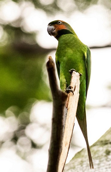 Long-tailed Parakeet (Long-tailed) - ML377865481