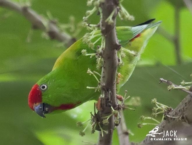 Sulawesi Hanging-Parrot - ML377869671