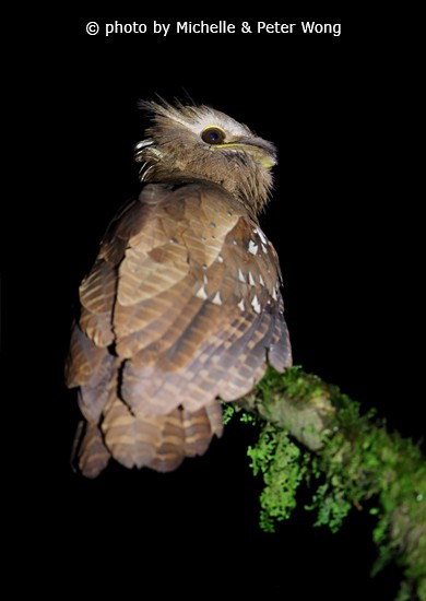 Large Frogmouth - Michelle & Peter Wong