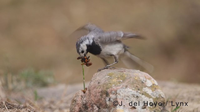 White Wagtail (White-faced) - ML377876721