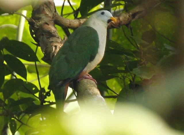 Maroon-chinned Fruit-Dove - ML377877001