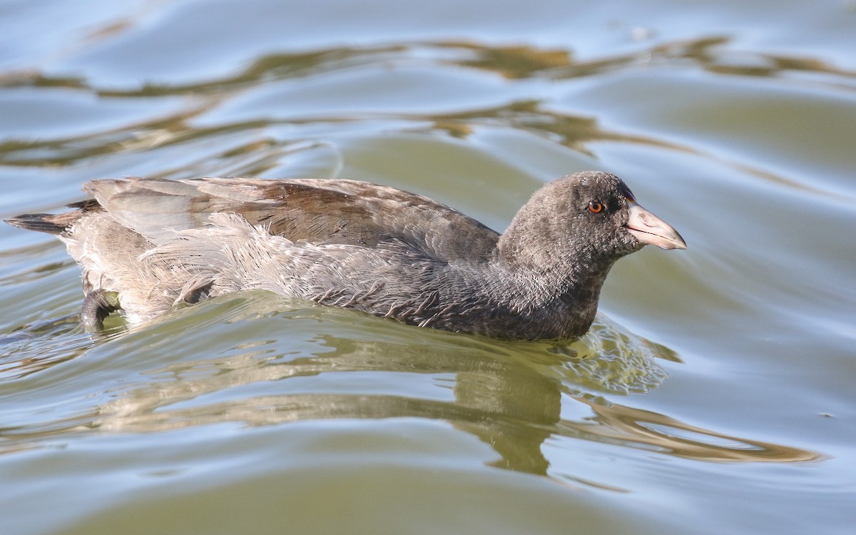 American Coot (Red-shielded) - ML377877541