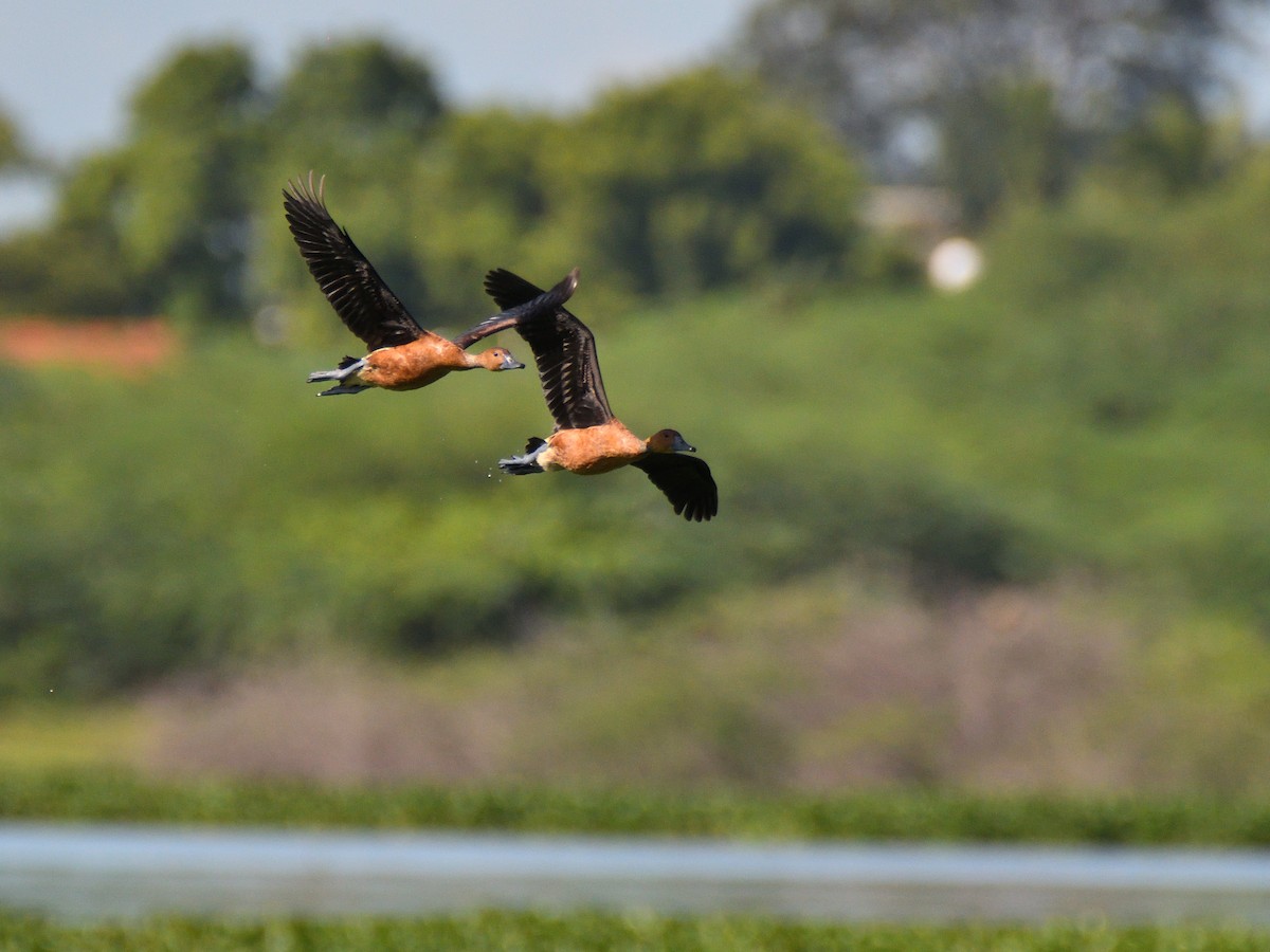 Fulvous Whistling-Duck - ML377878921