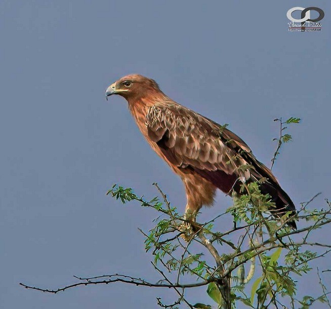 Greater Spotted Eagle - Dr.Anand Patel