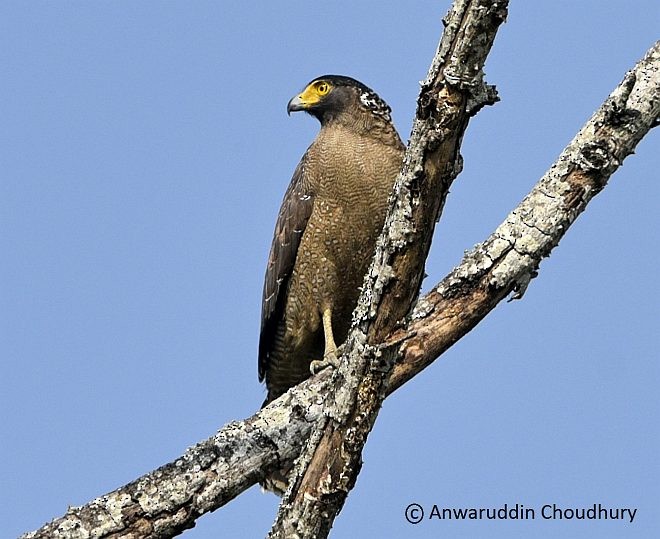 Crested Serpent-Eagle - ML377884011
