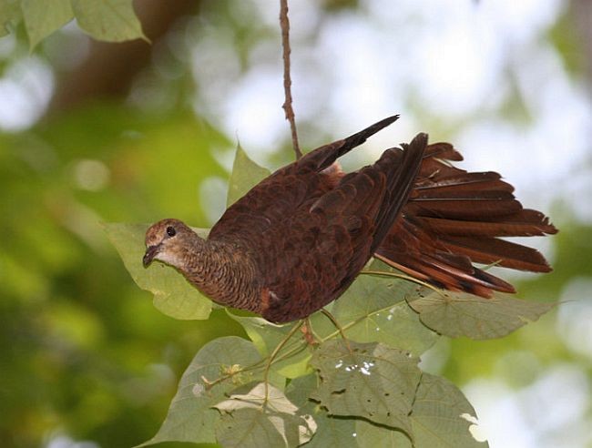 Sultan's Cuckoo-Dove (Sulawesi) - ML377884861