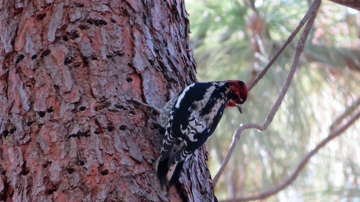 Red-breasted Sapsucker - ML37788581