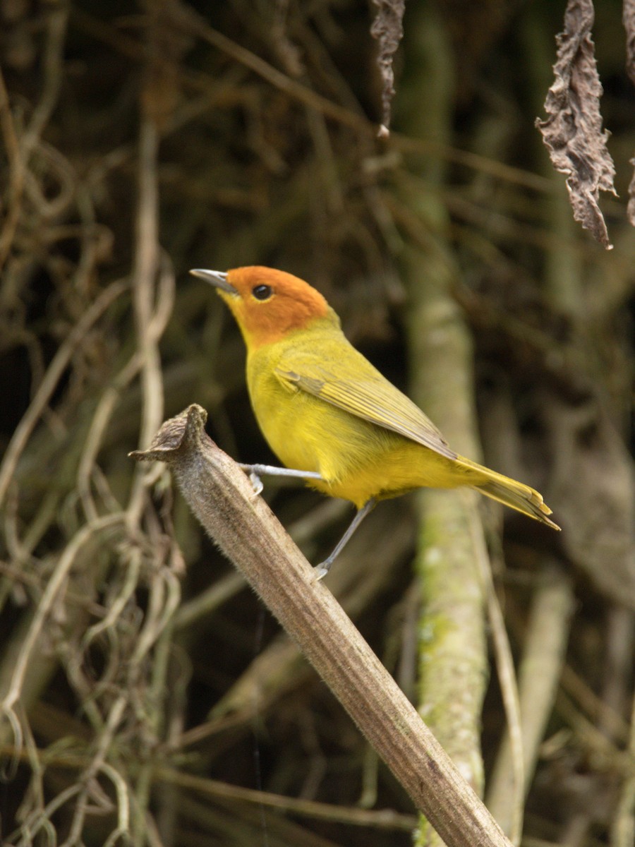 Rust-and-yellow Tanager - ML377889041