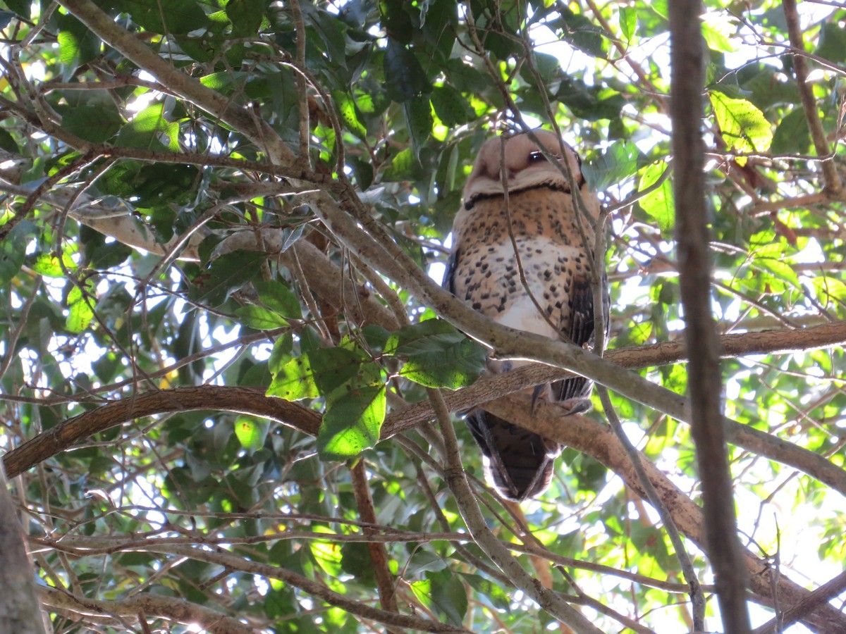 Australian Masked-Owl - Elliot Leach