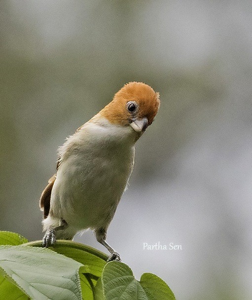 White-breasted Parrotbill - ML377893591
