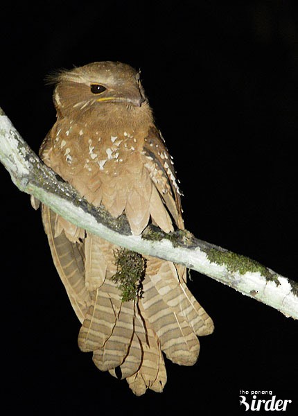 Large Frogmouth - ML377893711