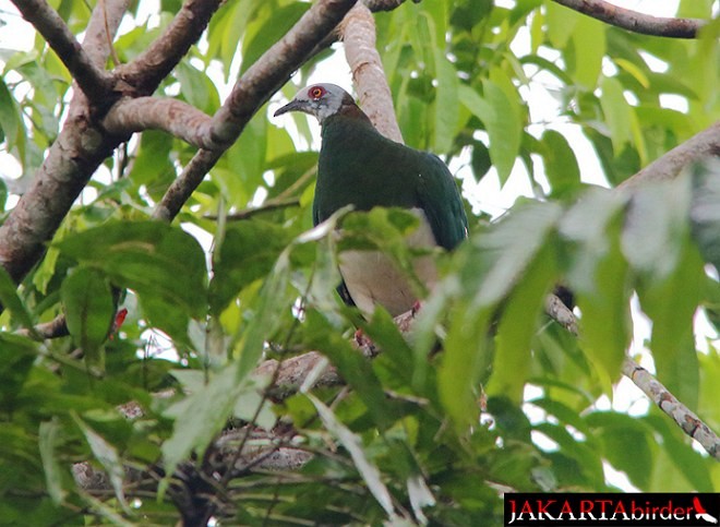 White-bellied Imperial-Pigeon - ML377893961