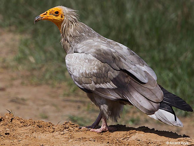 Egyptian Vulture - ML377894001