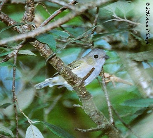 Green Shrike-Babbler (Black-crowned) - ML377894541