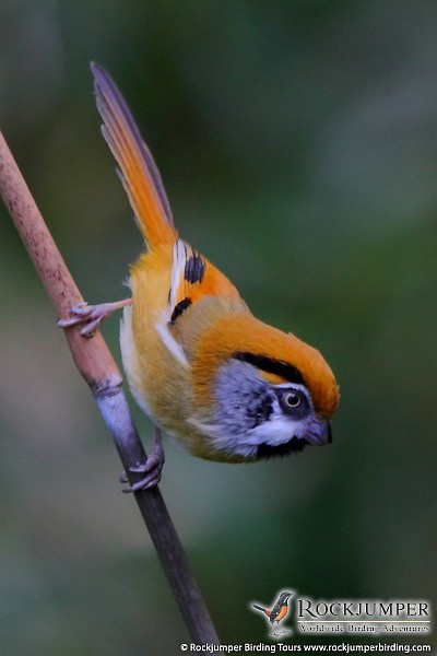 Black-throated Parrotbill (Buff-breasted) - ML377895131