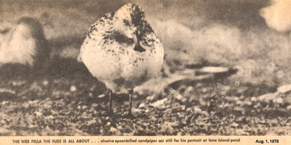 Spoon-billed Sandpiper was recorded in British Columbia, Canada, on August 1978. - Spoon-billed Sandpiper - 