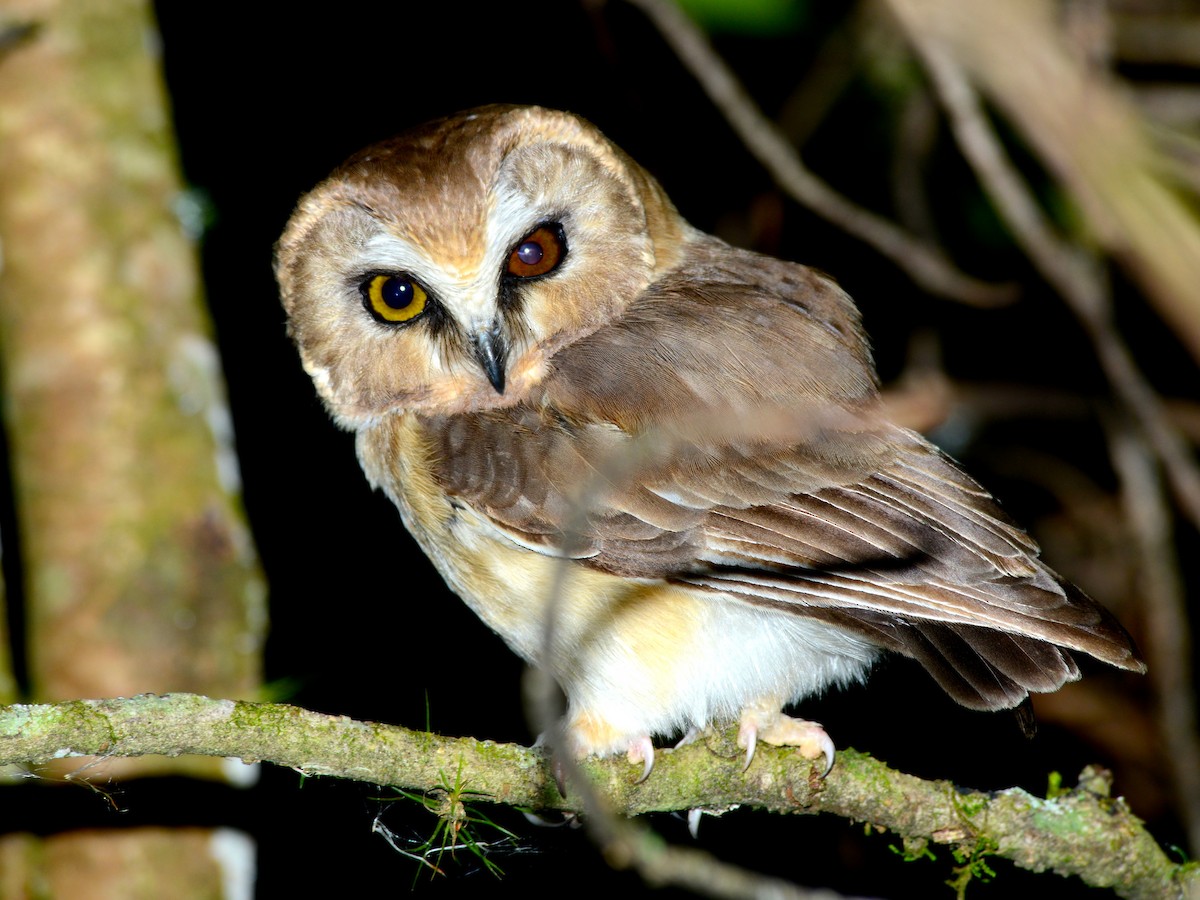 Unspotted Saw-whet Owl - ML37789701