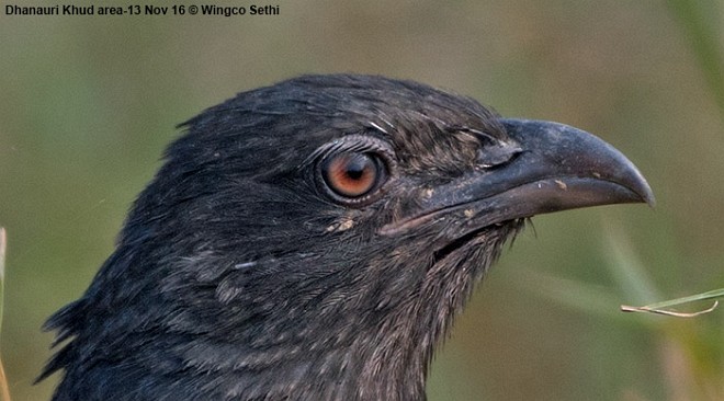 Greater Coucal (Greater) - ML377902841