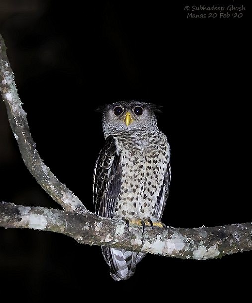 Spot-bellied Eagle-Owl - ML377904701