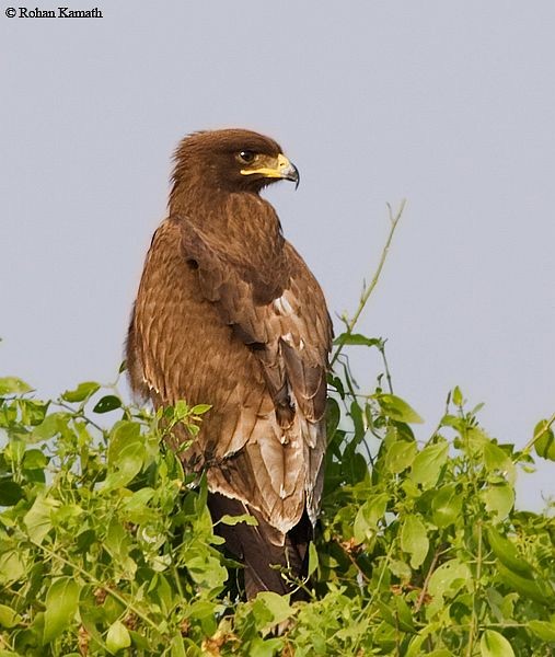 Indian Spotted Eagle - Rohan Kamath