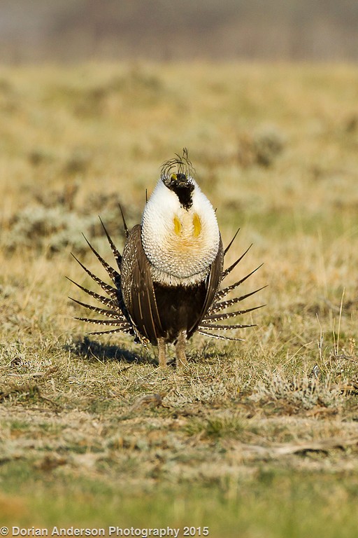 Greater Sage-Grouse - Dorian Anderson