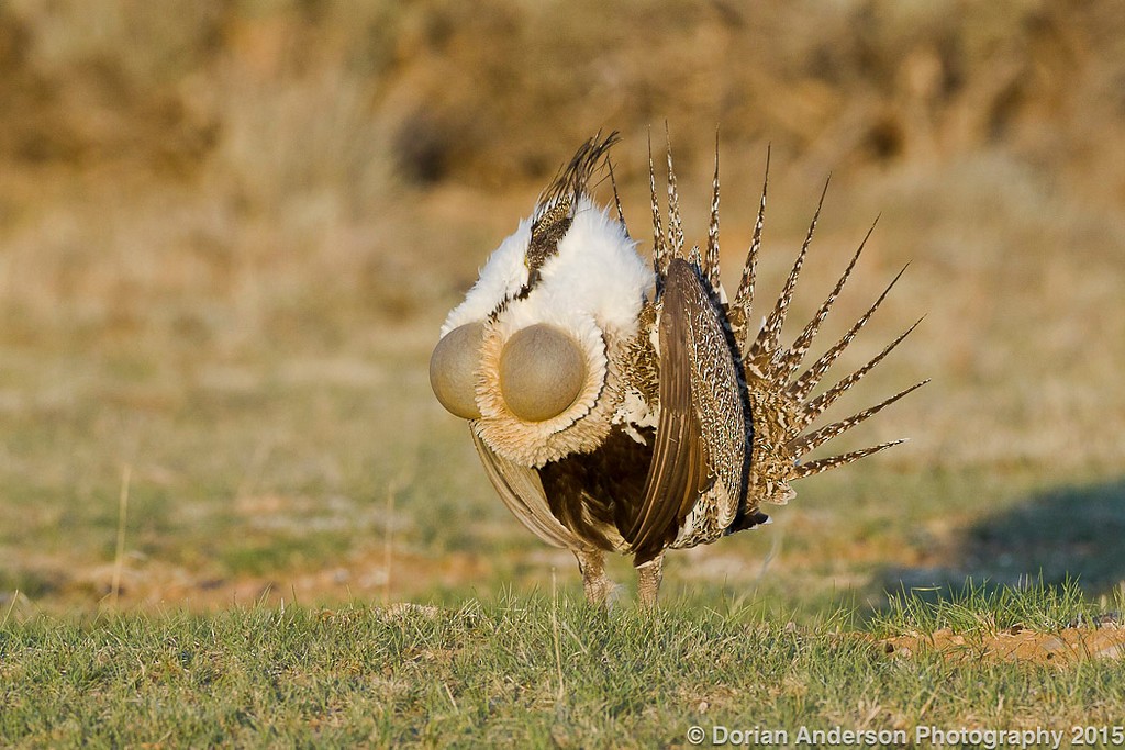 Greater Sage-Grouse - Dorian Anderson