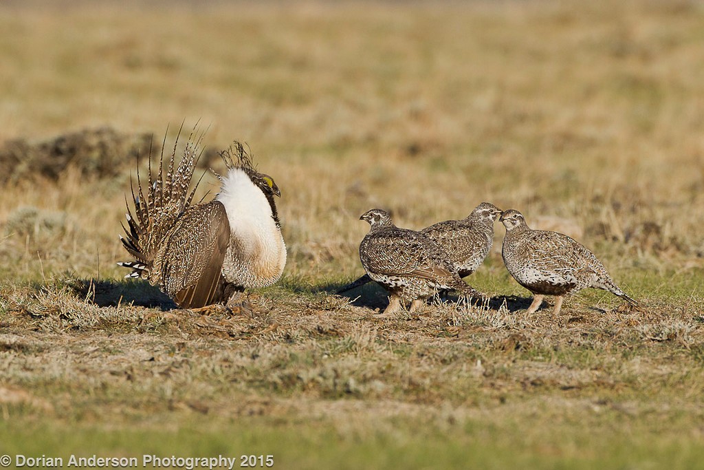 Greater Sage-Grouse - ML37790661