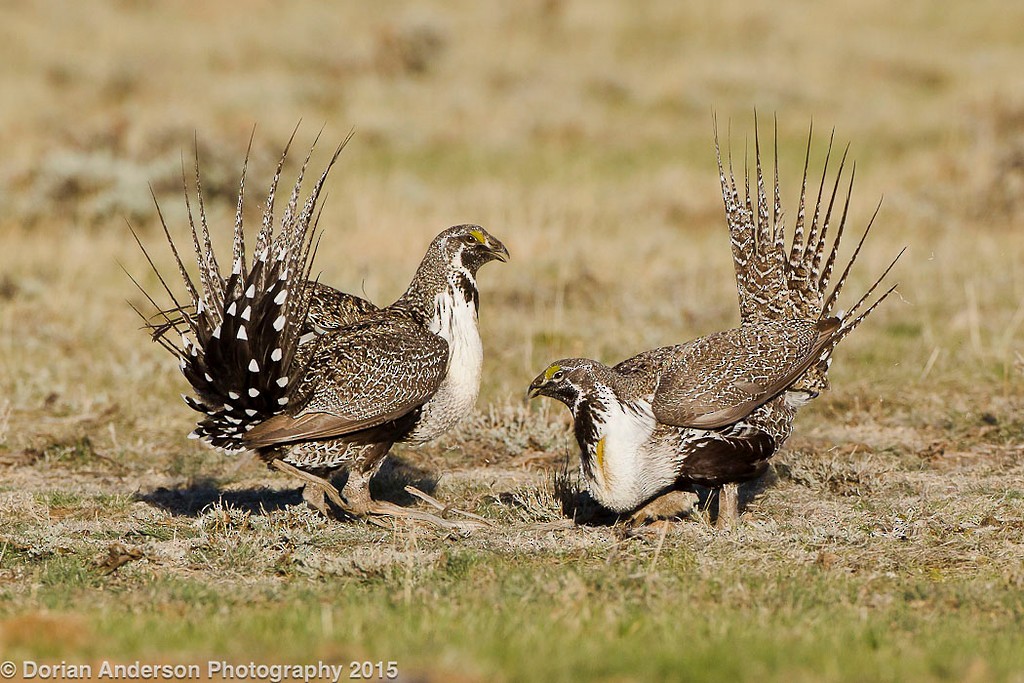 Greater Sage-Grouse - ML37790691