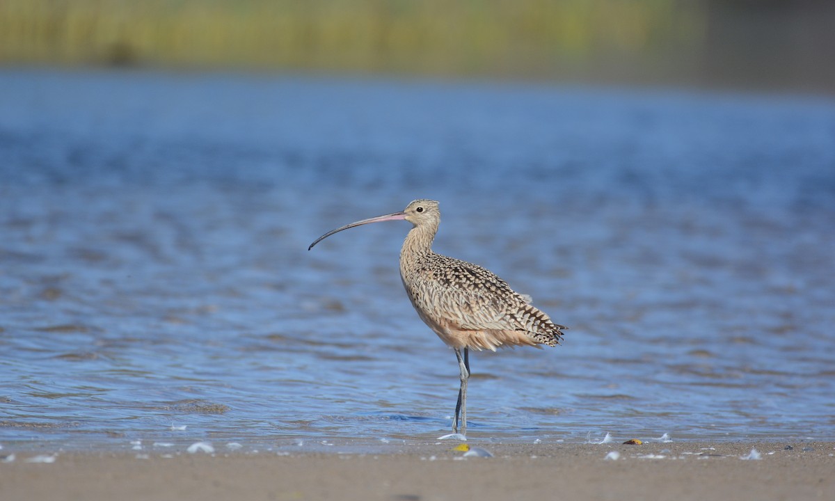 Long-billed Curlew - ML37791211