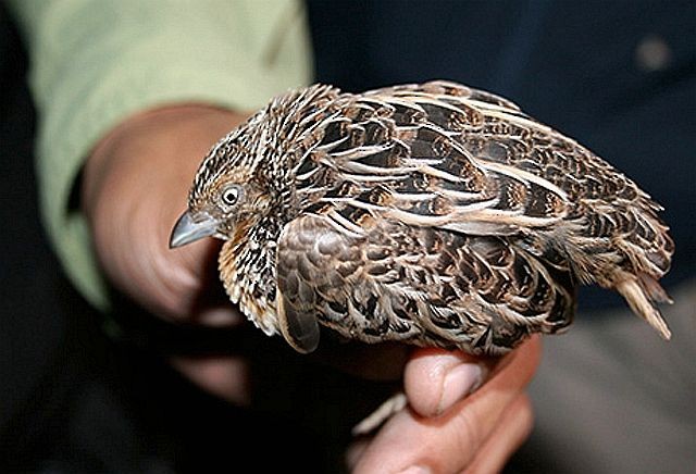 Button Quail