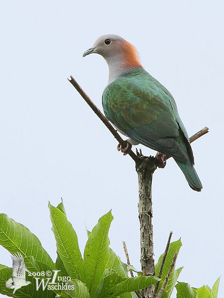 Green Imperial-Pigeon (Rufous-naped) - Ingo Waschkies