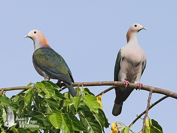 Green Imperial-Pigeon (Rufous-naped) - Ingo Waschkies