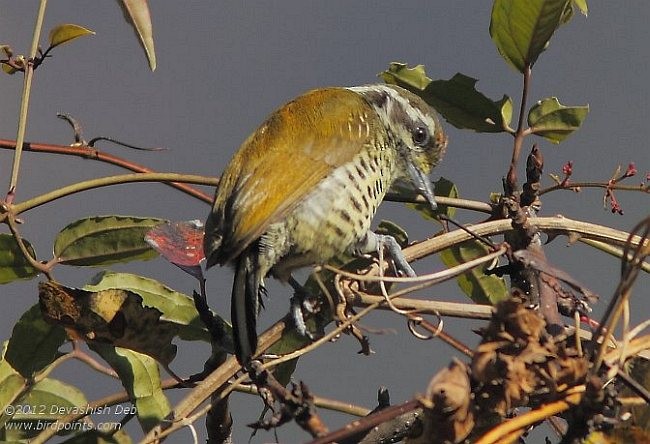 Speckled Piculet - ML377918541