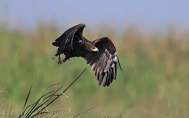 Greater Spotted Eagle - Amit Thakurta