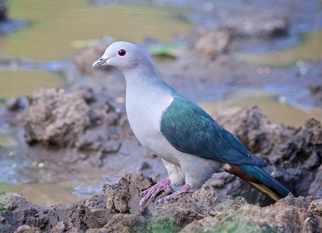 Green Imperial-Pigeon (Green) - ML377921121