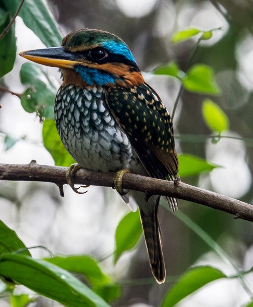 Spotted Kingfisher - ML377921201