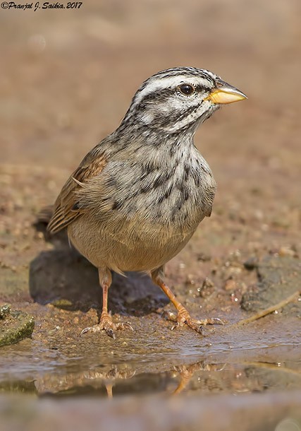 Striolated Bunting - ML377921601