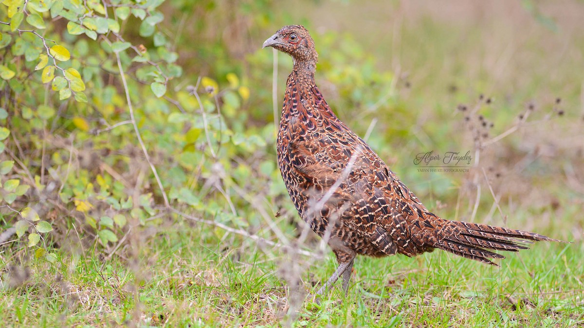 Ring-necked Pheasant - ML37792451
