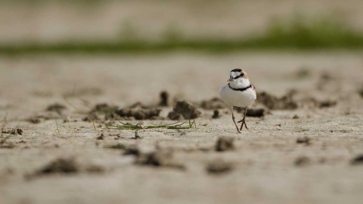 Collared Plover - ML377925091