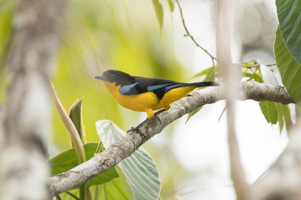 Blue-winged Mountain Tanager - ML377927101