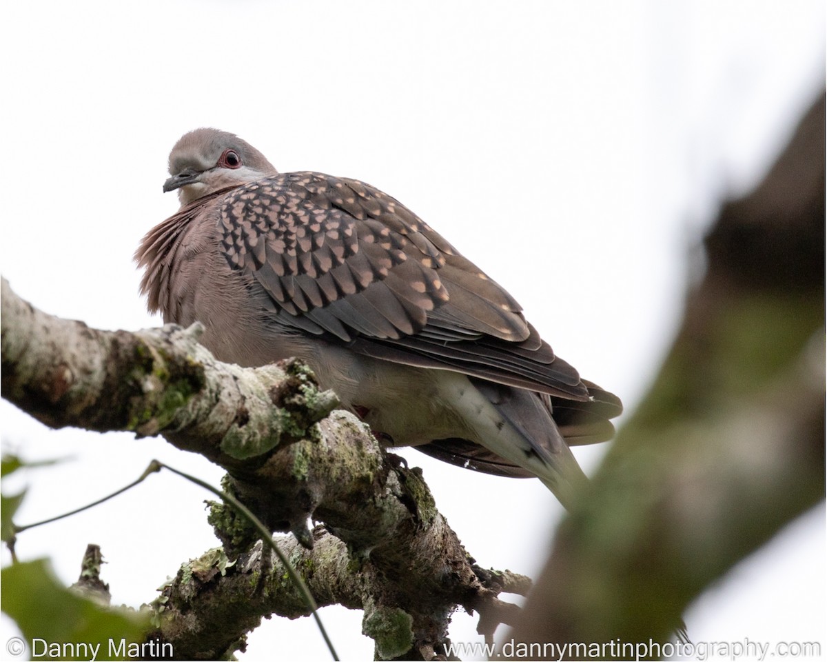 Spotted Dove - ML377928211