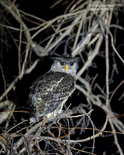 Spot-bellied Eagle-Owl - ML377928391