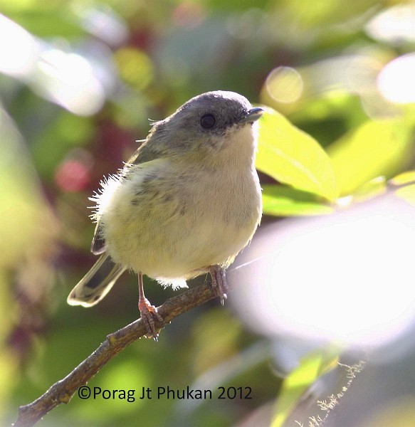 Green Shrike-Babbler (Black-crowned) - Porag Phukan