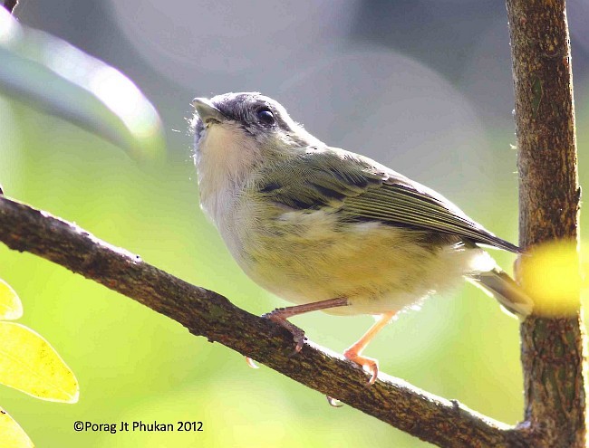 Green Shrike-Babbler (Black-crowned) - ML377928531
